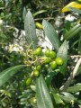 Olivo de aceituna