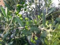 Olivo de aceituna