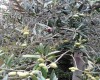 Olivo de aceituna