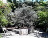 Olivo de aceituna