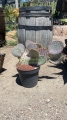 Opuntia santa-rita