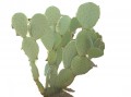 Nopal camoesa