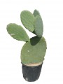 Nopal comestible