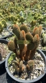 Nopal micro