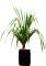 Pandanus utilis