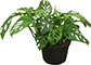 Filodendron esqueleto
