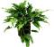 Filodendron Xanadú