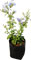 Plumbago