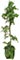 Podocarpus Maki