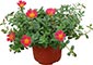 Portulaca