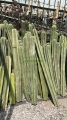 Órgano marginatum
