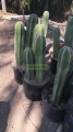 Órgano marginatum