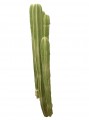 Órgano marginatum