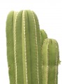 Órgano marginatum