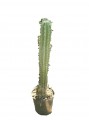 Pachycereus weberri