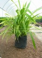 Pandanus baptisii