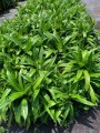 Pandanus hoja ancha