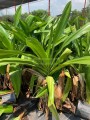 Pandanus hoja ancha