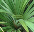 Pandanus utilis