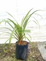 Pandanus utilis