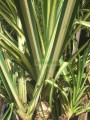 Pandanus variegato