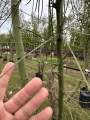 Palo verde o retama