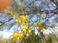 Palo verde o retama