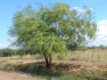 Palo verde o retama