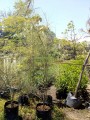 Palo verde o retama