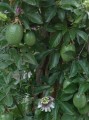 Maracuya