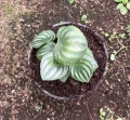 Cascara de sandía