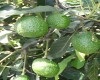 Aguacate Hass