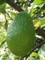 Aguacate Hass
