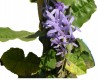 Petrea