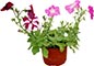 Petunia