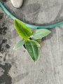 Filodendron Imperial Verde