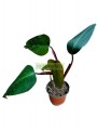 Filodendro Red Emerald Totem