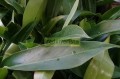Filodendron zapatilla