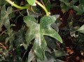 Filodendron Rudolf