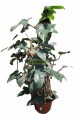 Filodendron Rudolf