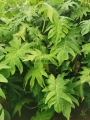 Filodendro radiatum