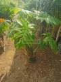 Filodendro radiatum