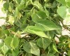 Filodendron 'Brasil'