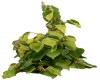 Filodendron 'Brasil'