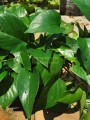 Teléfono verde