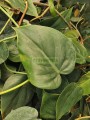 Filodendro Brasil Verde