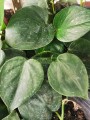 Filodendro Brasil Verde