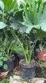 Filodendron Hope