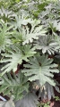 Filodendron Hope