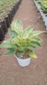 Filodendron Birkin